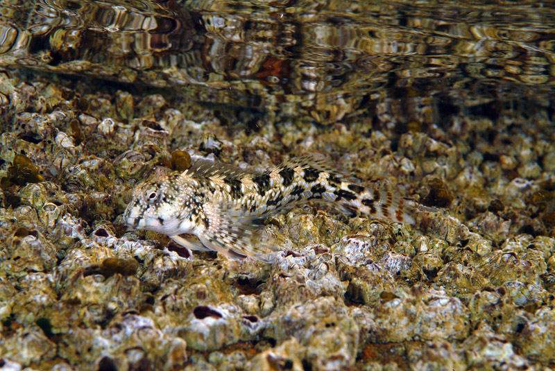 Coryphoblennius galerita